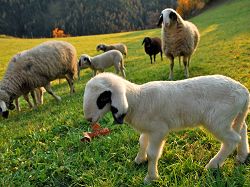 Brillenschaf sheep