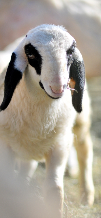 Pecore della razza Villnösser Brillenschaf