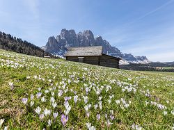 Geisler, Dolomiten, Alm, Frühling, 