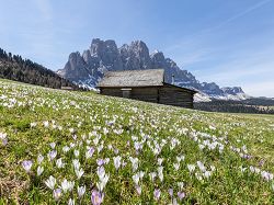 Geisler, Odle, Dolomites, alpine pasture, meadow, 